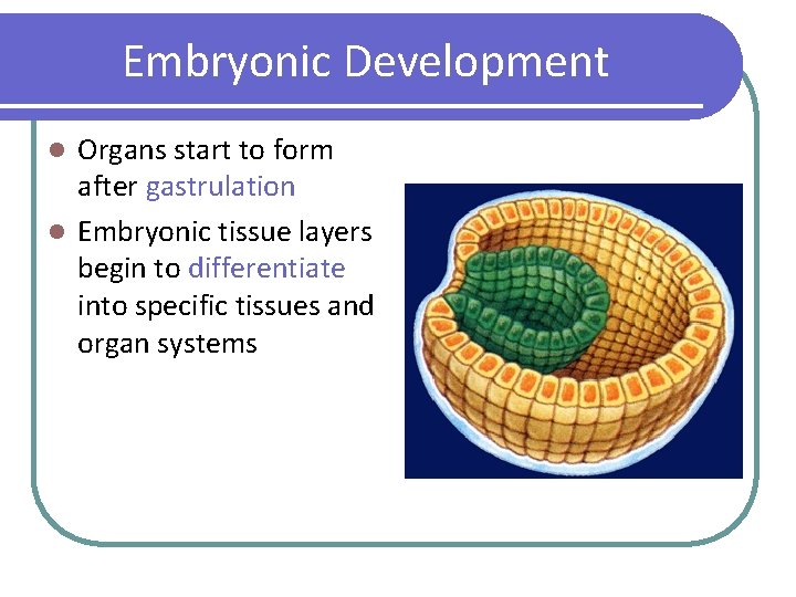 Embryonic Development Organs start to form after gastrulation l Embryonic tissue layers begin to