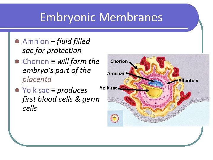 Embryonic Membranes Amnion ≡ fluid filled sac for protection Chorion l Chorion ≡ will