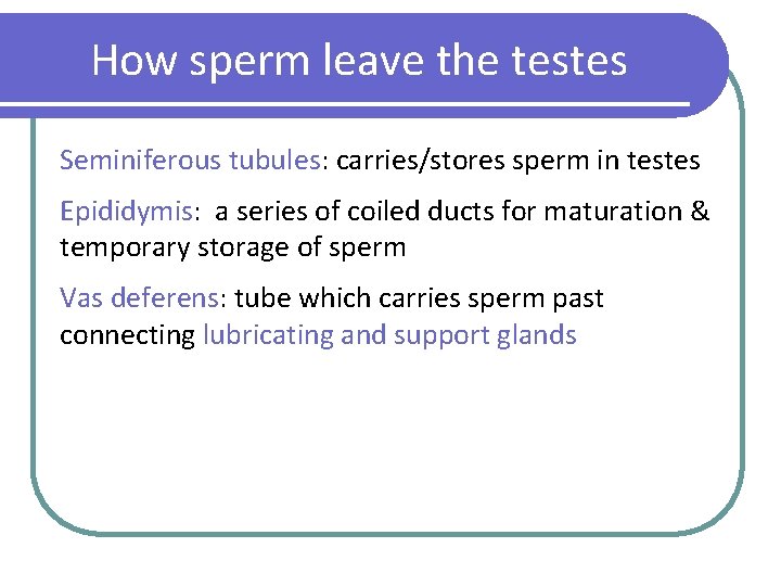 How sperm leave the testes Seminiferous tubules: carries/stores sperm in testes Epididymis: a series