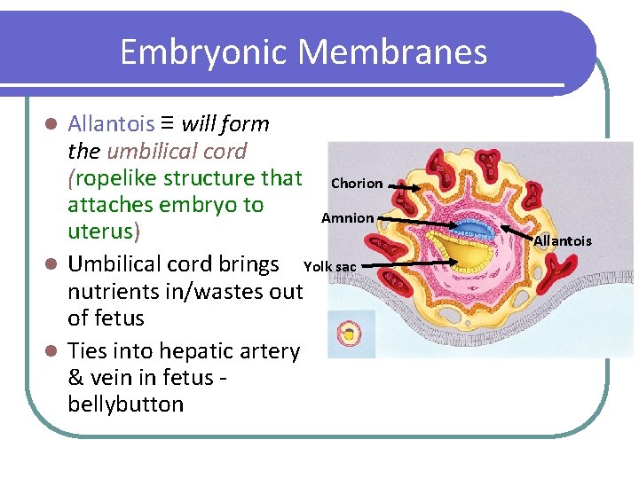 Embryonic Membranes Allantois ≡ will form the umbilical cord (ropelike structure that Chorion attaches