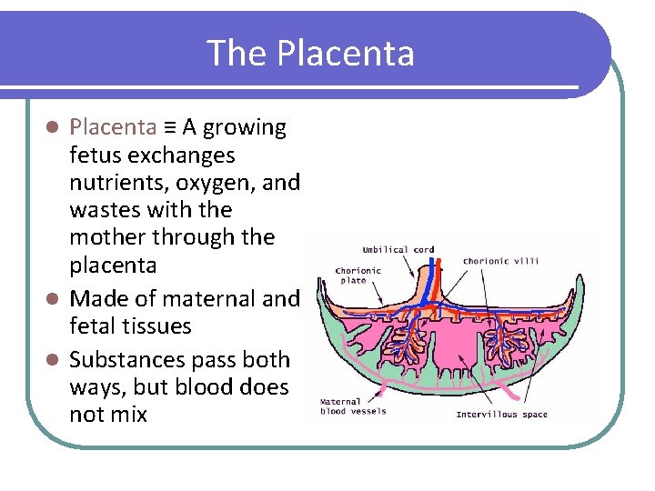 The Placenta ≡ A growing fetus exchanges nutrients, oxygen, and wastes with the mother