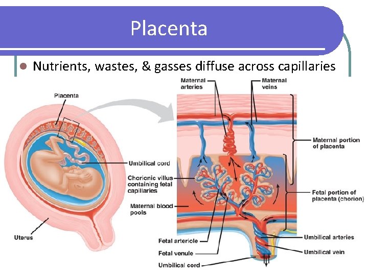 Placenta l Nutrients, wastes, & gasses diffuse across capillaries 