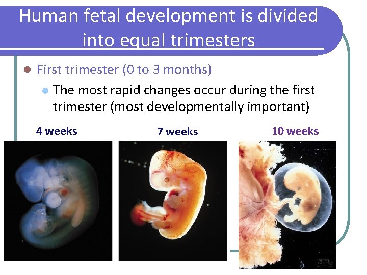 Human fetal development is divided into equal trimesters l First trimester (0 to 3