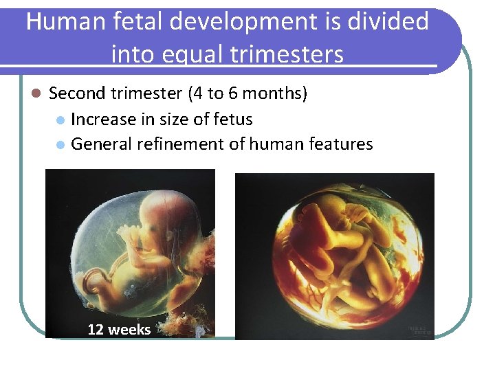 Human fetal development is divided into equal trimesters l Second trimester (4 to 6