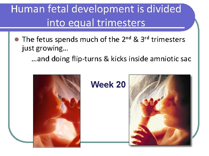 Human fetal development is divided into equal trimesters l The fetus spends much of