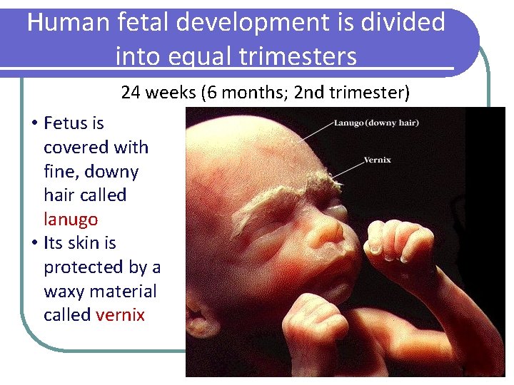 Human fetal development is divided into equal trimesters 24 weeks (6 months; 2 nd