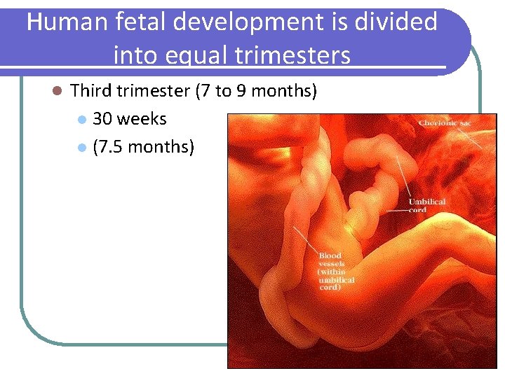 Human fetal development is divided into equal trimesters l Third trimester (7 to 9