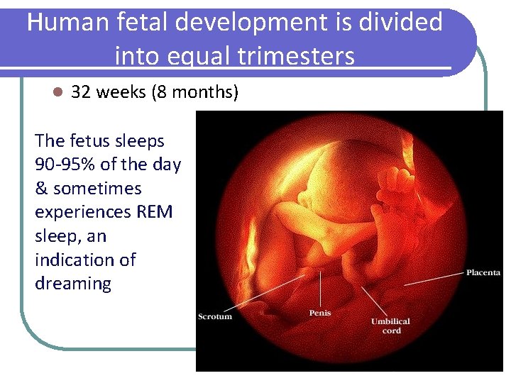 Human fetal development is divided into equal trimesters l 32 weeks (8 months) The