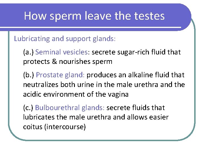 How sperm leave the testes Lubricating and support glands: (a. ) Seminal vesicles: secrete