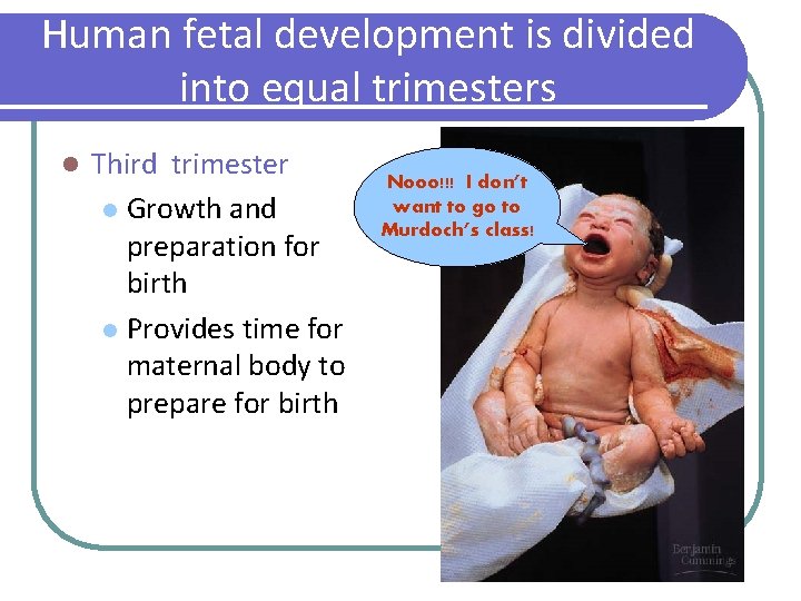 Human fetal development is divided into equal trimesters l Third trimester l Growth and