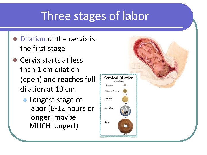 Three stages of labor Dilation of the cervix is the first stage l Cervix