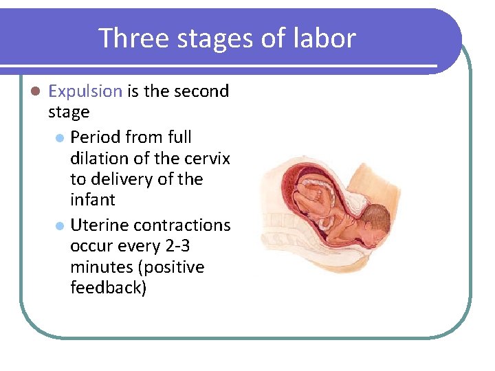 Three stages of labor l Expulsion is the second stage l Period from full