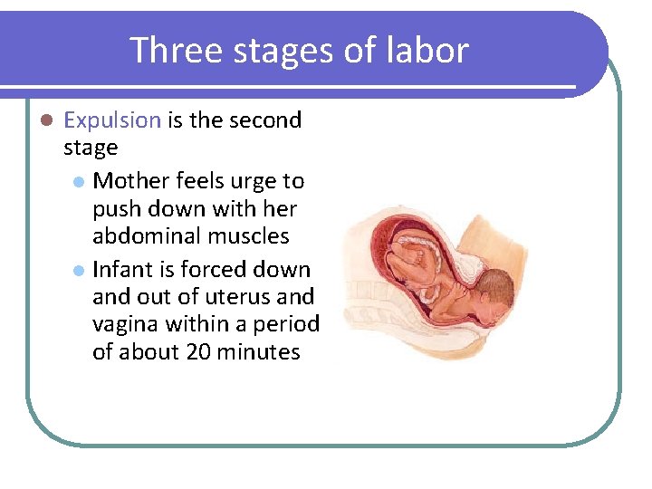 Three stages of labor l Expulsion is the second stage l Mother feels urge