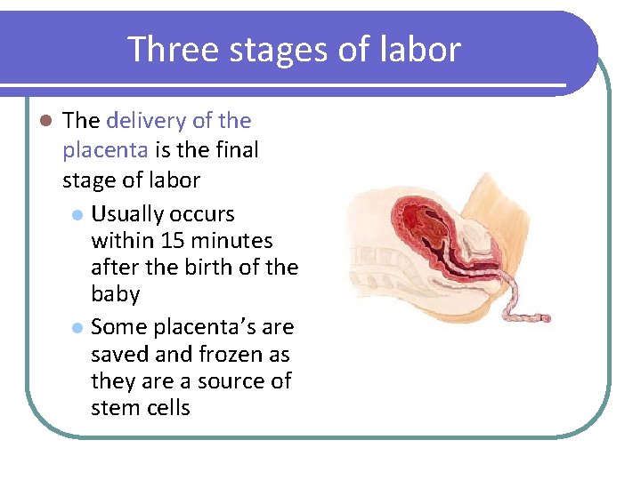 Three stages of labor l The delivery of the placenta is the final stage