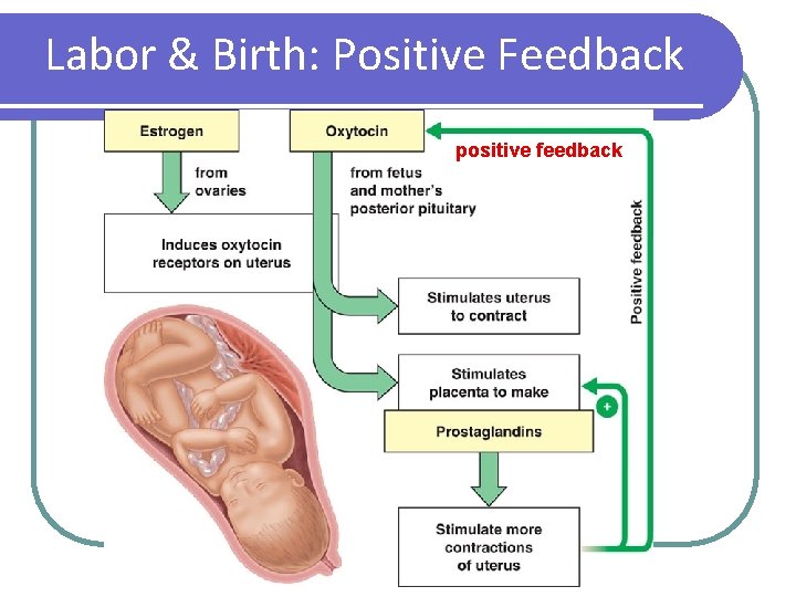Labor & Birth: Positive Feedback positive feedback 