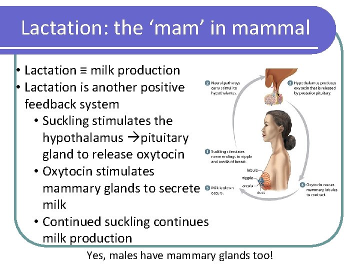 Lactation: the ‘mam’ in mammal • Lactation ≡ milk production • Lactation is another