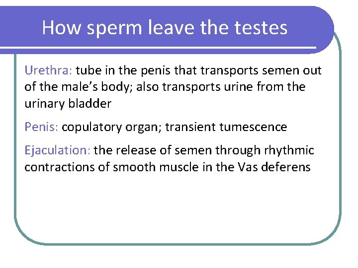 How sperm leave the testes Urethra: tube in the penis that transports semen out