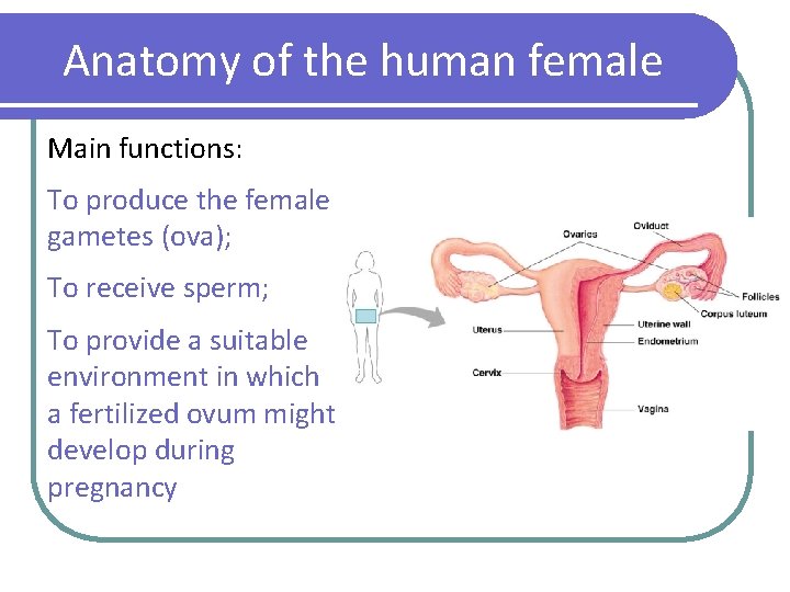 Anatomy of the human female Main functions: To produce the female gametes (ova); To