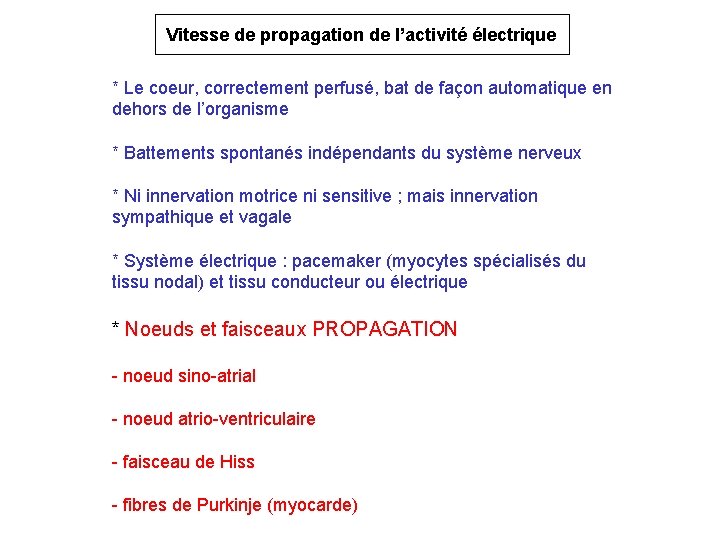 Vitesse de propagation de l’activité électrique * Le coeur, correctement perfusé, bat de façon