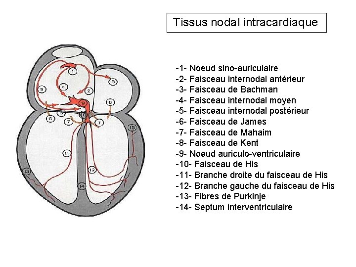 Tissus nodal intracardiaque -1 - Noeud sino-auriculaire -2 - Faisceau internodal antérieur -3 -