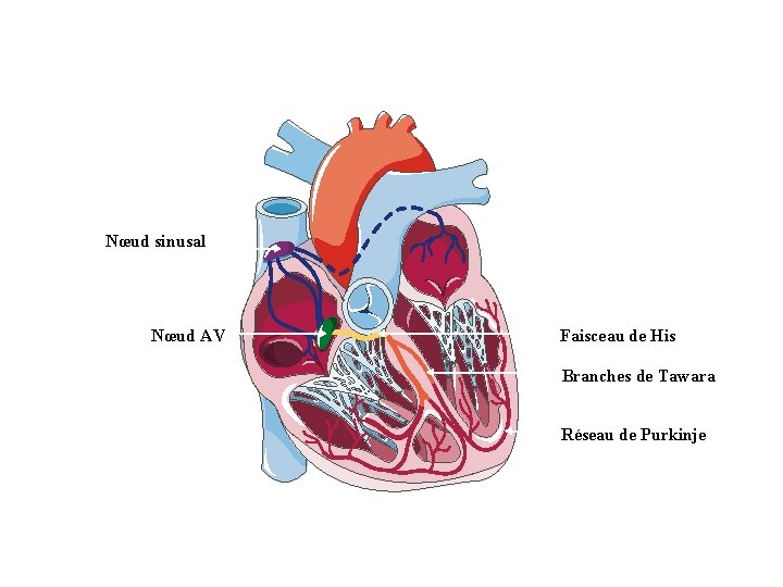 Nœud sinusal Nœud AV Faisceau de His Branches de Tawara Réseau de Purkinje 