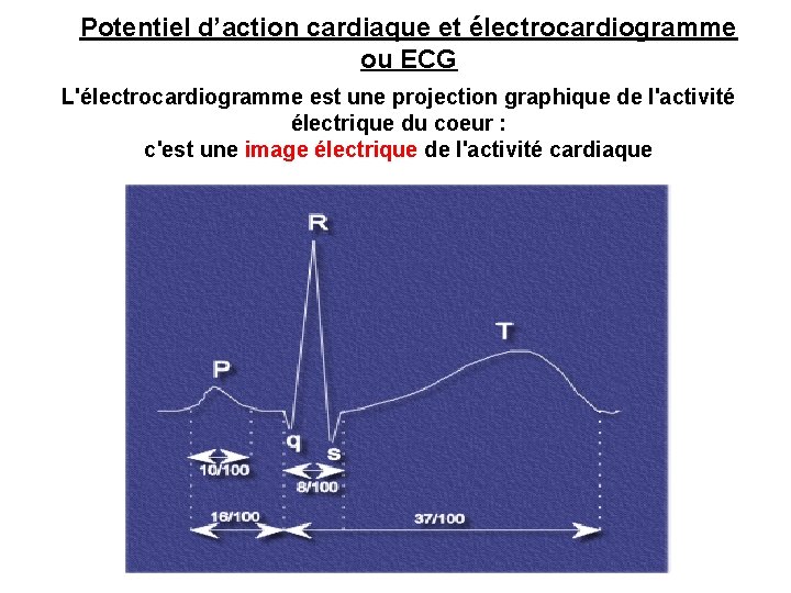 Potentiel d’action cardiaque et électrocardiogramme ou ECG L'électrocardiogramme est une projection graphique de l'activité