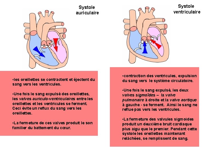 Systole auriculaire • les oreillettes se contractent et éjectent du sang vers les ventricules.