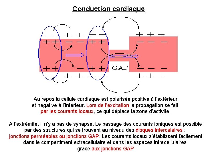 Conduction cardiaque Au repos la cellule cardiaque est polarisée positive à l’extérieur et négative