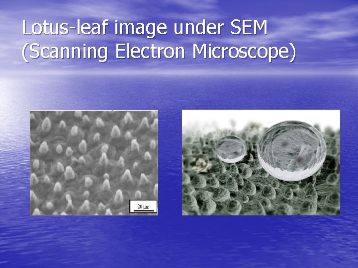Lotus-leaf image under SEM (Scanning Electron Microscope) 
