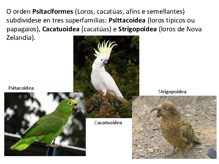 O orden Psitaciformes (Loros, cacatúas, afíns e semellantes) subdivídese en tres superfamilias: Psittacoidea (loros