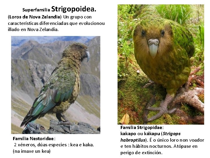 Superfamilia Strigopoidea. (Loros de Nova Zelandia) Un grupo con características diferenciadas que evolucionou illado