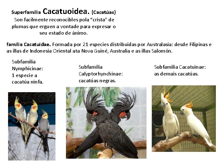 Superfamilia Cacatuoidea. (Cacatúas) Son facilmente reconocibles pola “crista” de plumas que erguen a vontade