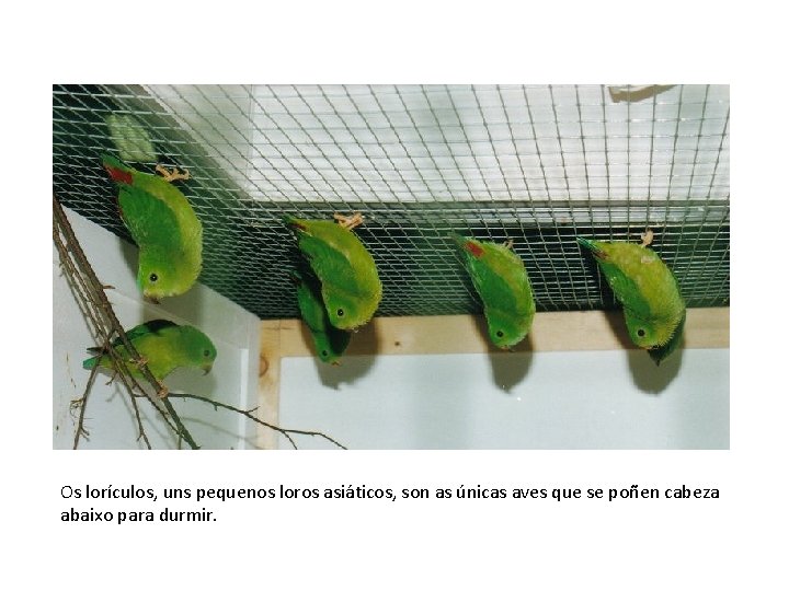 Os lorículos, uns pequenos loros asiáticos, son as únicas aves que se poñen cabeza