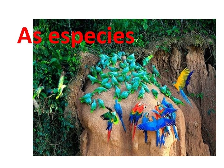 As especies 