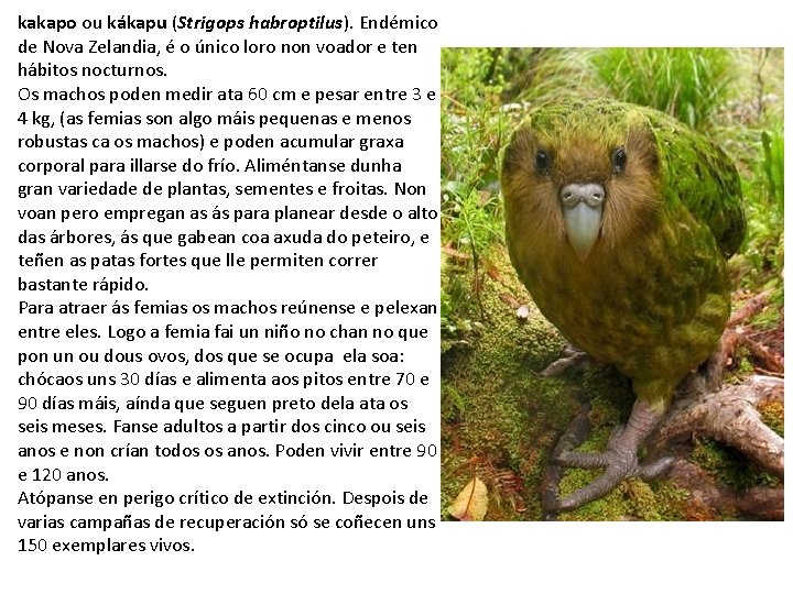 kakapo ou kákapu (Strigops habroptilus). Endémico de Nova Zelandia, é o único loro non