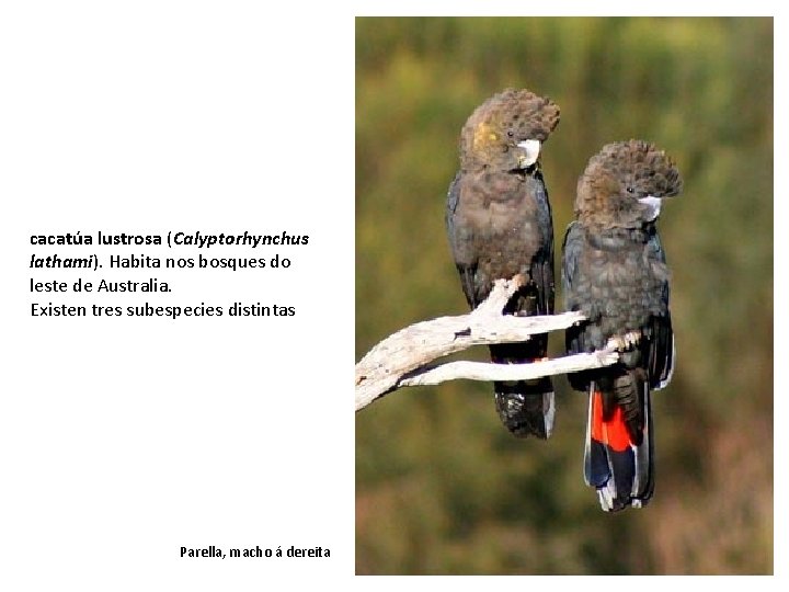 cacatúa lustrosa (Calyptorhynchus lathami). Habita nos bosques do leste de Australia. Existen tres subespecies