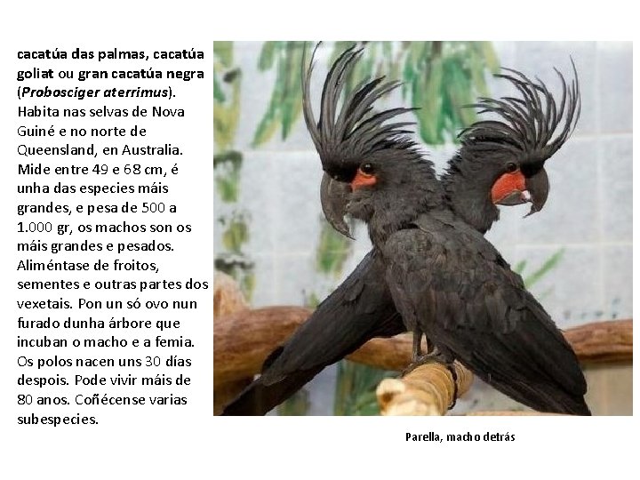 cacatúa das palmas, cacatúa goliat ou gran cacatúa negra (Probosciger aterrimus). Habita nas selvas
