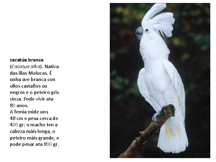 cacatúa branca (Cacatua alba). Nativa das illas Molucas. É unha ave branca con ollos