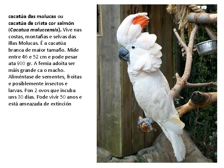 cacatúa das molucas ou cacatúa de crista cor salmón (Cacatua moluccensis). Vive nas costas,