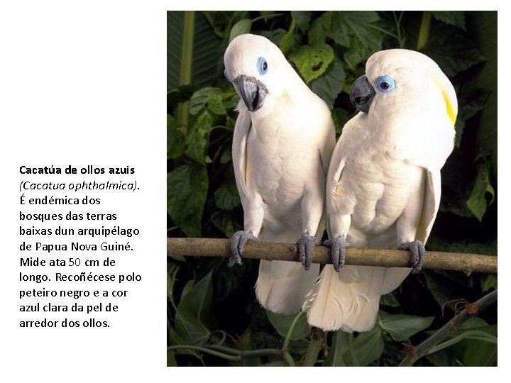Cacatúa de ollos azuis (Cacatua ophthalmica). É endémica dos bosques das terras baixas dun