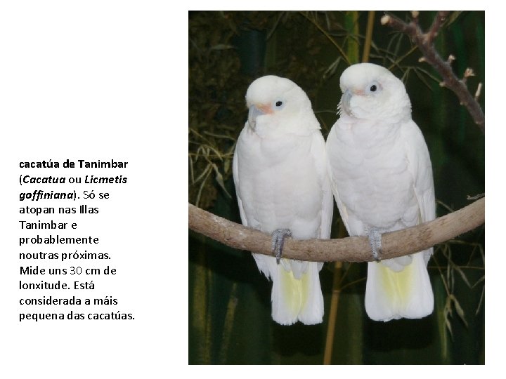 cacatúa de Tanimbar (Cacatua ou Licmetis goffiniana). Só se atopan nas Illas Tanimbar e