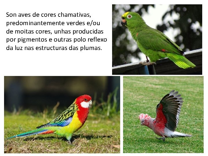 Son aves de cores chamativas, predominantemente verdes e/ou de moitas cores, unhas producidas por