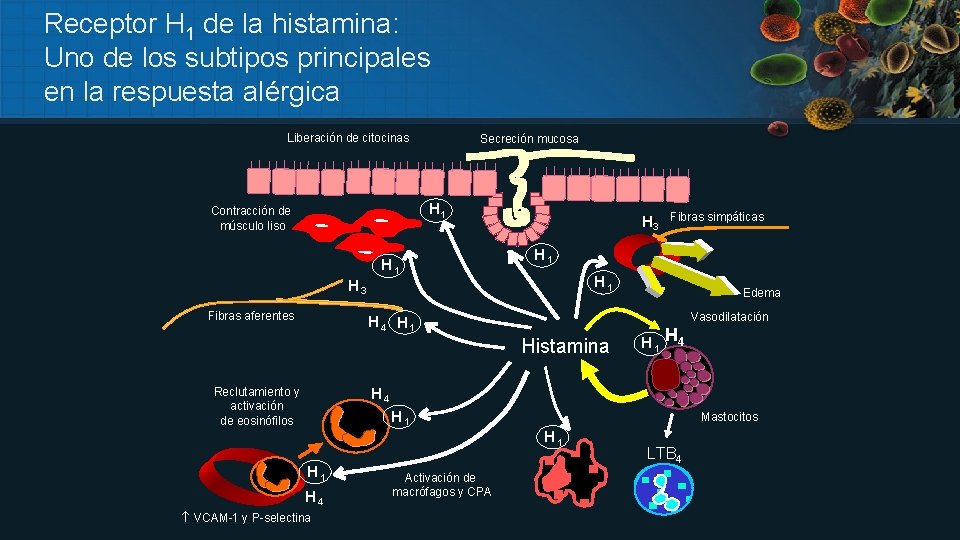 Receptor H 1 de la histamina: Uno de los subtipos principales en la respuesta