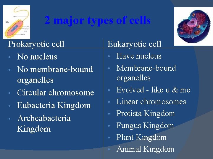 2 major types of cells Prokaryotic cell • No nucleus • No membrane-bound organelles