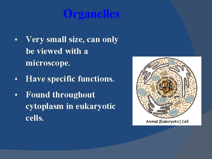 Organelles s Very small size, can only be viewed with a microscope. s Have