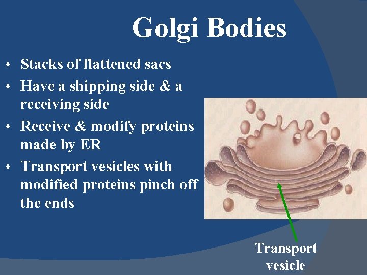 Golgi Bodies Stacks of flattened sacs s Have a shipping side & a receiving