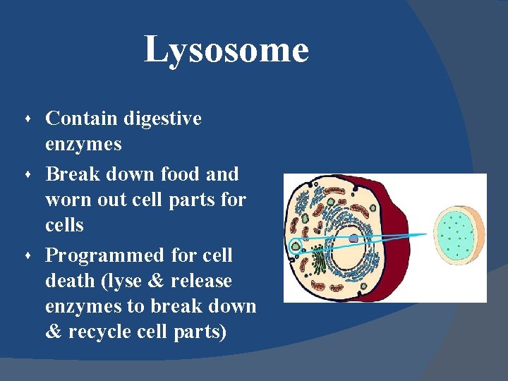 Lysosome Contain digestive enzymes s Break down food and worn out cell parts for