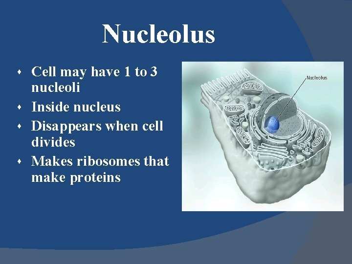 Nucleolus s s Cell may have 1 to 3 nucleoli Inside nucleus Disappears when