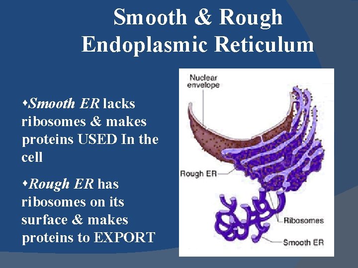 Smooth & Rough Endoplasmic Reticulum s. Smooth ER lacks ribosomes & makes proteins USED