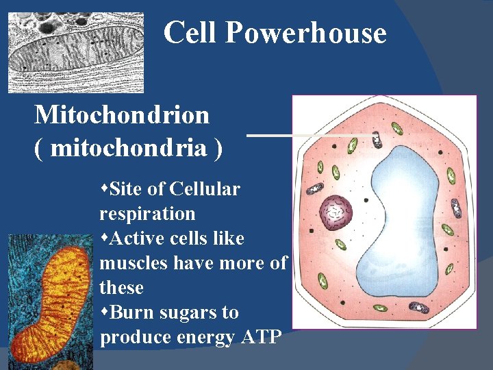 Cell Powerhouse Mitochondrion ( mitochondria ) s. Site of Cellular respiration s. Active cells